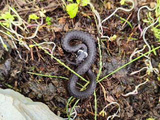 closeup photography of a snake, Natrix astreptophora, barred grass snake, Natrix natrix