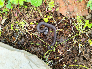 closeup photography of a snake, Natrix astreptophora, barred grass snake, Natrix natrix