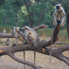 The Gray langur or Hanuman langur (Semnopithecus) is a genus of colobine monkey. They are found in southeast Asia. The word "langur" means 'having a long tail'. It is commonly called the leaf monkey