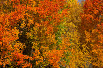 Close up of Aspen trees in fall colors