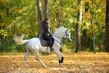 Equestrian woman galloping white arabian horse down the path in the autumn evening
