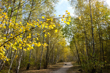 Beautiful view of the birch  forest in the autumn day