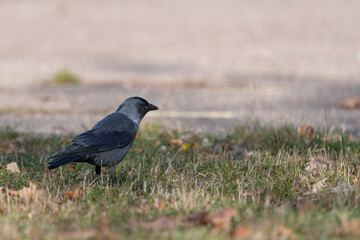 Urban crow in the autumn park close-up.