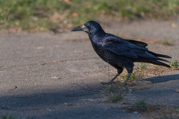 Urban crow in the autumn park close-up.