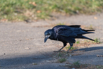 Urban crow in the autumn park close-up.