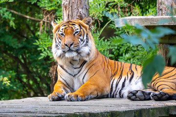 Cute tiger on the wooden platform in the zoo.