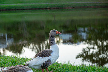 GOOSE