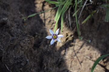 flower in the garden