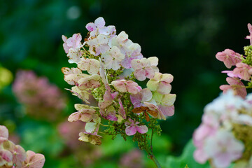 Pink and white flower