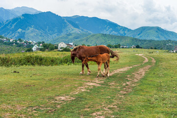 Naklejka premium horses in the mountains