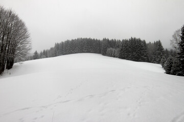 the fir forest with snow. The weather is gray, there is snow everywhere in the meadow.
