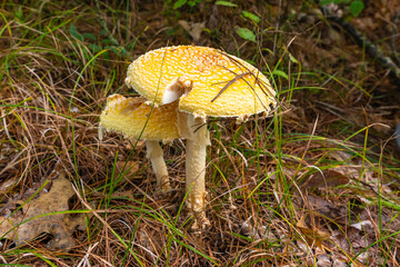 White Fly agaric in Wildcat Falls Reservation, Merrimack, New Hampshire, USA