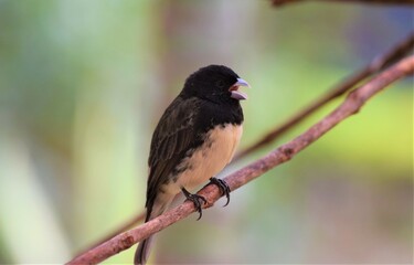 baiano  - bico-de-prata - chupinha