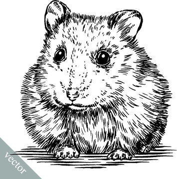 black and white engrave ink draw vector hamster illustration