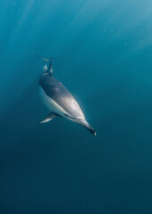 Long-beaked common dolphin (Delphinus capensis) pod hunting Southern African pilchard (Sardinops sagax) during South Africa's sardine run.