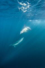 Fototapeta premium Long-beaked common dolphin (Delphinus capensis) pod hunting Southern African pilchard (Sardinops sagax) during South Africa's sardine run.
