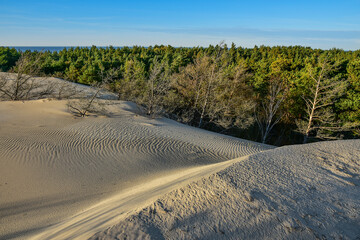beautiful moving dunes and forest, Leba in Poland - obrazy, fototapety, plakaty