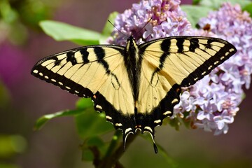 Fototapeta na wymiar Tiger swallowtail butterfly 