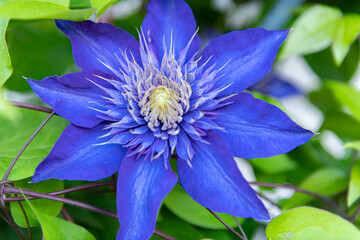 Blue flower of a clematis - 5377