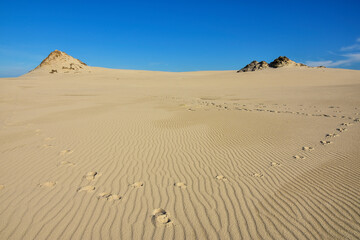 beautiful moving dunes, Leba in Poland - obrazy, fototapety, plakaty