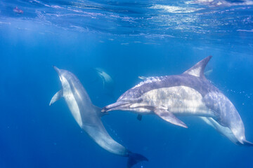 Fototapeta premium Long-beaked common dolphin (Delphinus capensis) pod hunting Southern African pilchard (Sardinops sagax) during South Africa's sardine run.