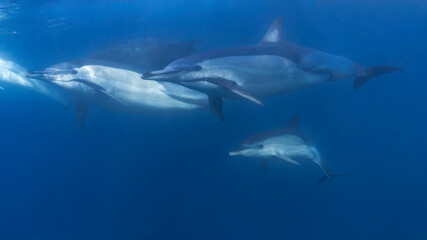 Long-beaked common dolphin (Delphinus capensis) pod hunting Southern African pilchard (Sardinops sagax) during South Africa's sardine run.