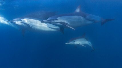 Long-beaked common dolphin (Delphinus capensis) pod hunting Southern African pilchard (Sardinops...