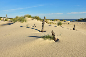 withered trees and moving dunes, Leba in Poland - obrazy, fototapety, plakaty