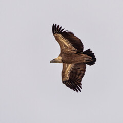 Griffon vulture, Gyps fulvus in Monfrague National Park. Extremadura, Spain