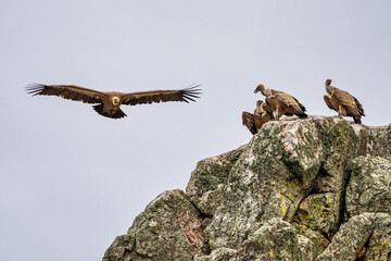 Griffon vultures, Gyps fulvus in Monfrague National Park. Extremadura, Spain