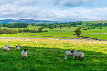 Obraz premium A view of inquisitive sheep in the Dales near Malham, Yorkshire, UK on a summers day
