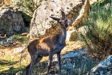 Iberian red deer, Cervus elaphus hispanicus. Monfrague National Park, Spain.