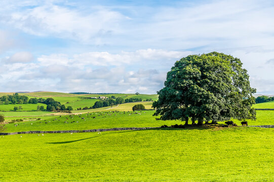 A view typical Dales scenery near Malham, Yorkshire, UK on a summers day