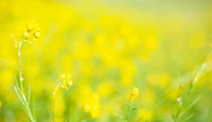  Abstract blurred background. Unfocused bokeh yellow meadow flowers. Summer and spring flower backdrop