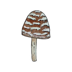 Mushrooms. Watercolor, hand-drawn illustration, isolated on a white background