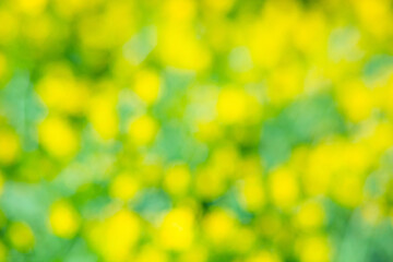  Abstract blurred background. Unfocused bokeh yellow meadow flowers. Summer and spring flower backdrop