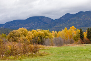 colorful fall foliage  with mountains in background near Whitefish, Montana