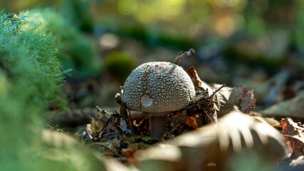 amanita ceciliae in an early state