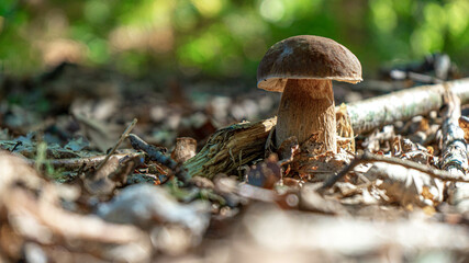 boletus edulis solitario en medio de hojas secas