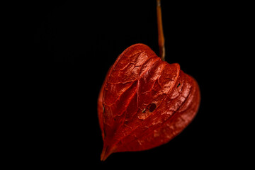 Physalis flower red bloom with black background interior