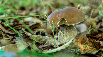 boletus edulis solitario en medio de hojas secas