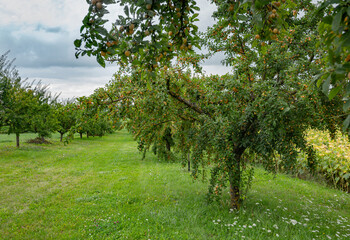 Fototapeta na wymiar apple orchard in spring