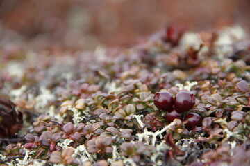 Close-up of ripe low-bush cranberries or lingonberries found on the arctic tundra with leaves changing into fall colours, found near Arviat, Nunavut