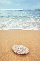 Fototapeta na wymiar Coral on a tropical beach, selective focus.