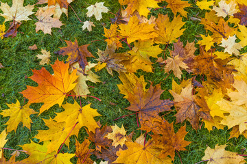 Fallen gold and yellow maple leaves on a green lawn