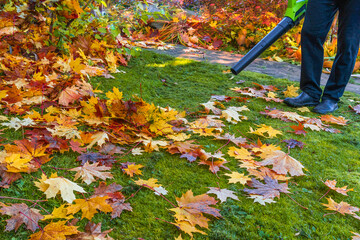 Leaf Blower cleans yellow maple leaves off the lawn