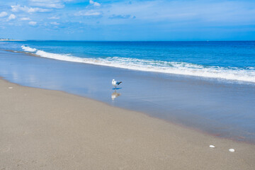 A beautiful clean sandy ocean beach and a seagull on it.