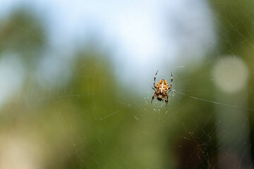 spider in a web, nature photography