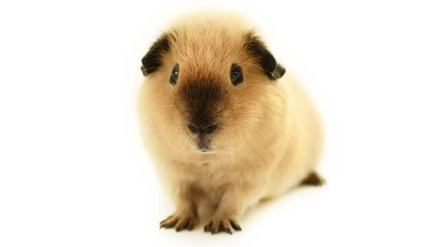 Adorable guinea pig in front of white background
