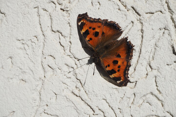 Beautiful orange butterfly isolated, close-up. High quality photo